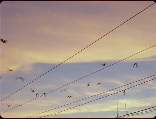 Flock of birds sitting on utility cables fly away