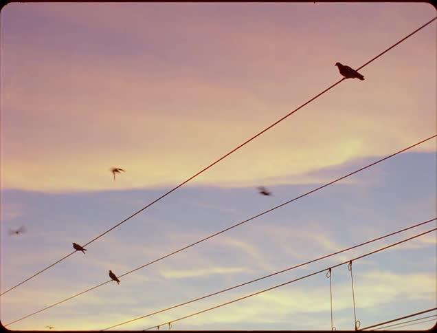 Some birds sitting on power lines at sunset