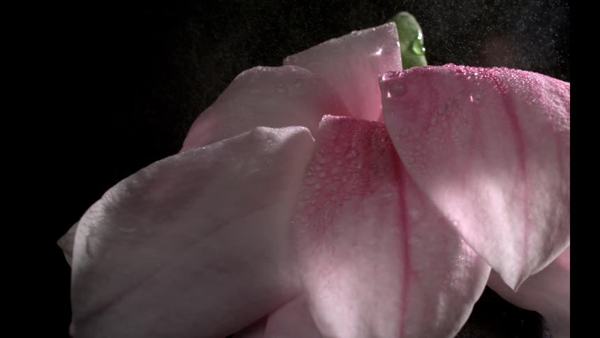 Water is sprayed on the pink flower petals
