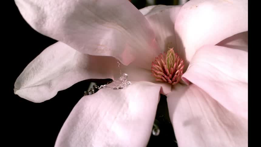 Pink petals spread open revealing the delicate center with small water droplets