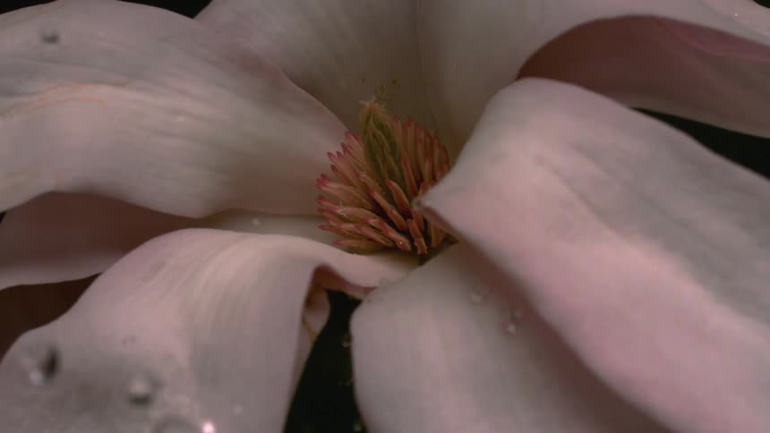 Water droplets fall inside a flower and on to the petals