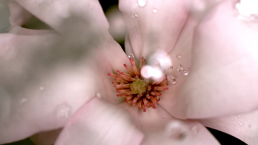Reddish stamens and greenish pistil emerge among dewy petals of pale flower against dark backdrop