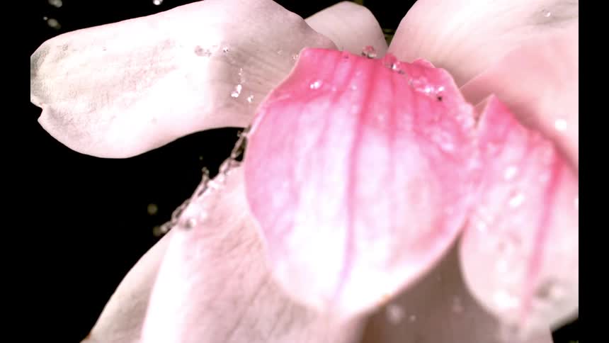A close view of a pink magnolia flower shows water splashing onto the petals causing a momentary change in color before running off the smooth surface