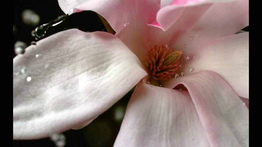 This extreme closeup video shows a delicate light pink and white magnoliatype flower with a prominent orangebrown center water drops are visible splashing onto the large petals and rolling off the smooth surface in slow motion