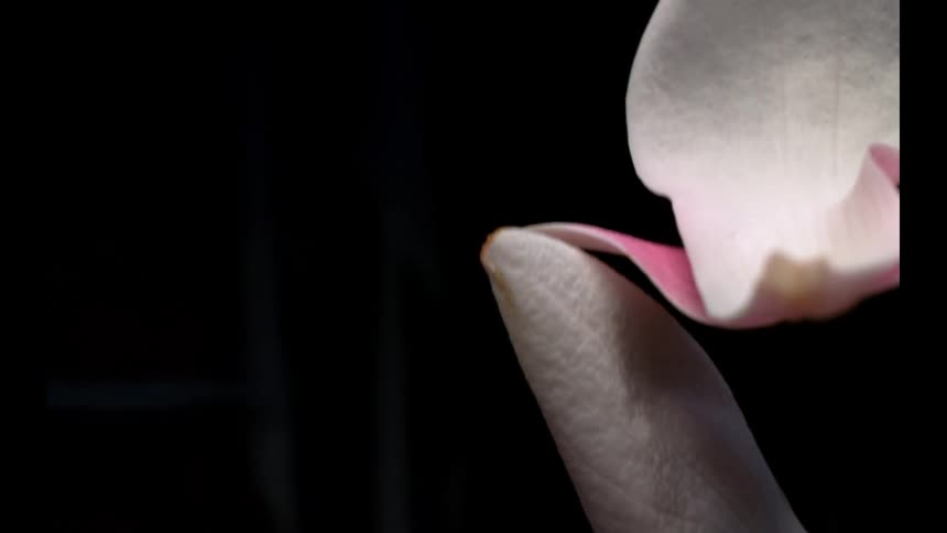 The pink flower petals fall