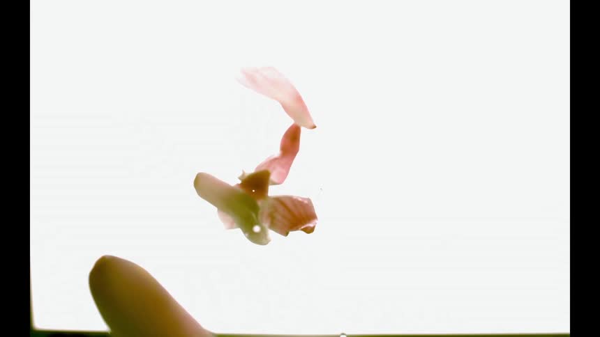 Pink flower petals are slowly drifting down