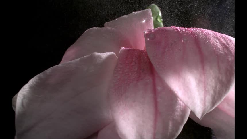 Pink petals with water droplets shine against dark background in highcontrast composition