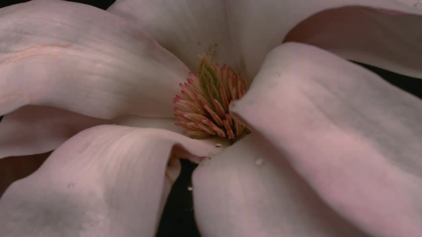 Pinktipped stamens stand out at magnolias center against dark background