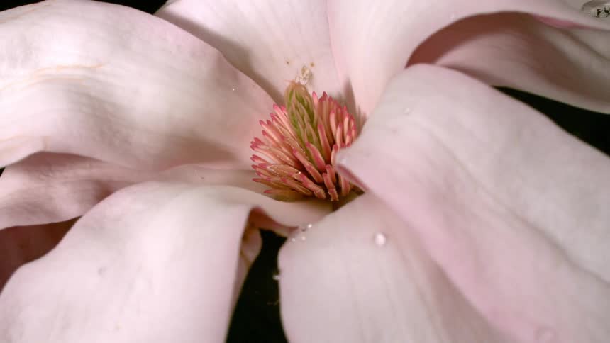 Water droplets fall on to a flower as the petals move