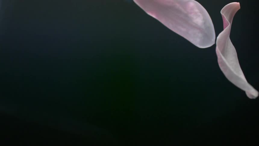 The video shows several delicate pink and white flower petals slowly floating and spinning downwards against a solid dark backgroundthe petals are thin and translucent catching the light as they drift gracefully across the frame in a gentle dreamlik