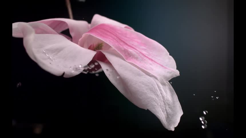 A pink and white flower blooms against a dark background as clear water droplets rain down splashing gently off the soft petals
