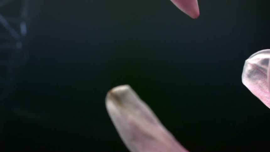 Petals of a pink flower are slowly falling in the darkness