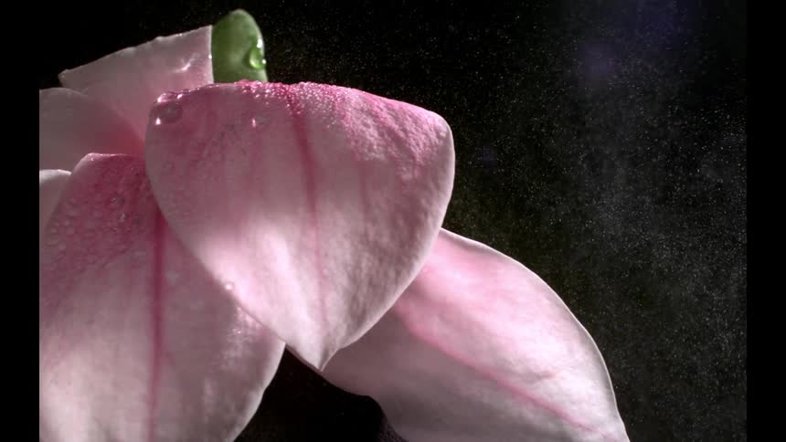 Pink petal with subtle veins and glistening droplets stands out against dark background with soft mist