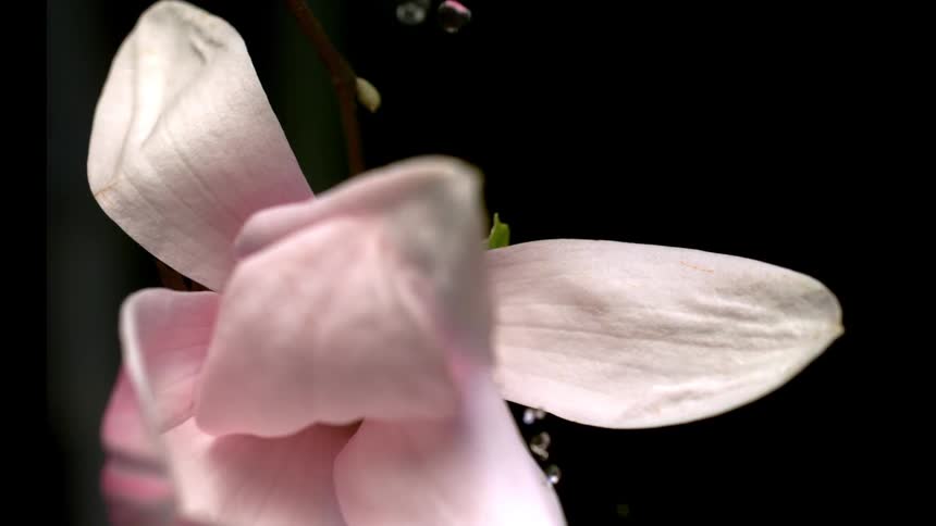 Close up of water droplets falling on the petals of a pink flower