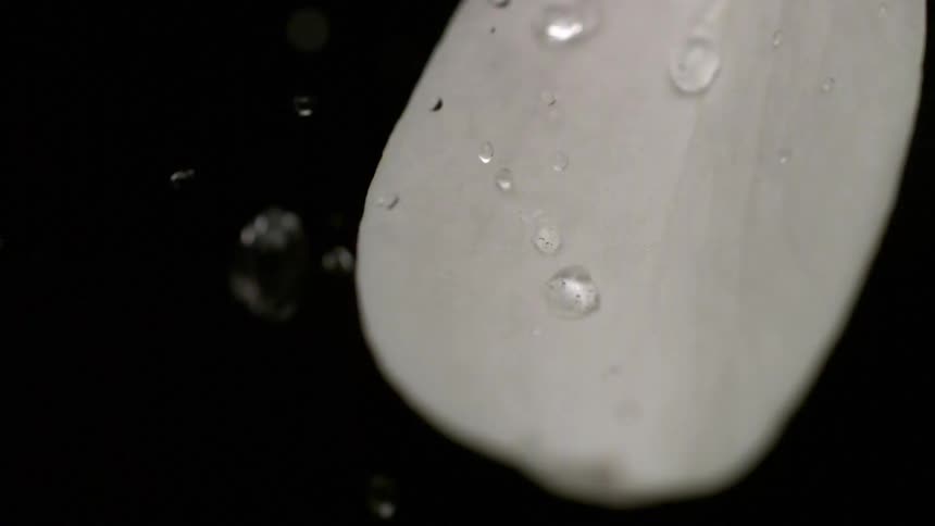 Water droplets bounce on the flower petal