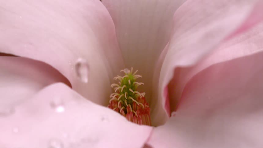 Water drops are falling onto the petals of a pink flower