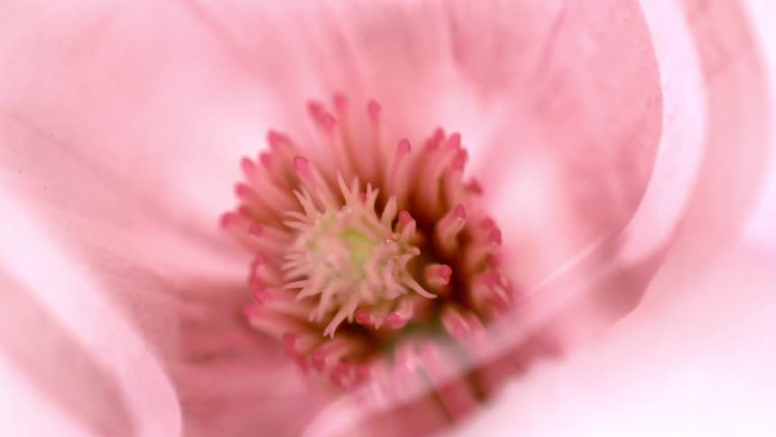 A pink flower is nestled in folds of pink fabric