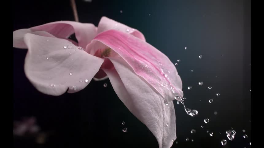 Pink petal with suspended droplets floats against dark background