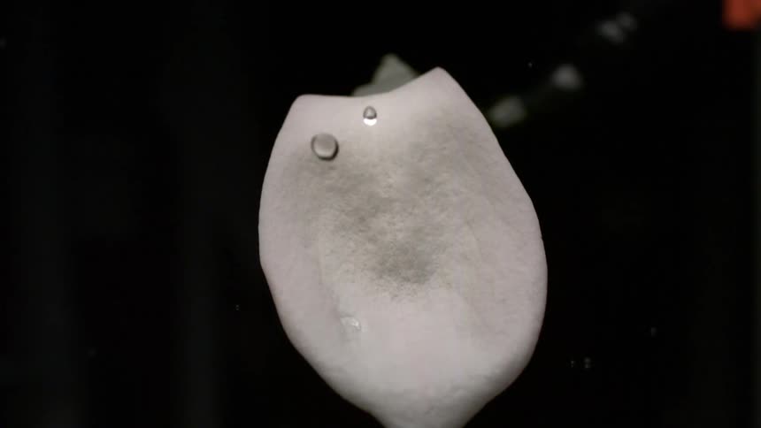 A close view shows water droplets landing on a white petal shaped object and instantly rolling off its super hydrophobic surface