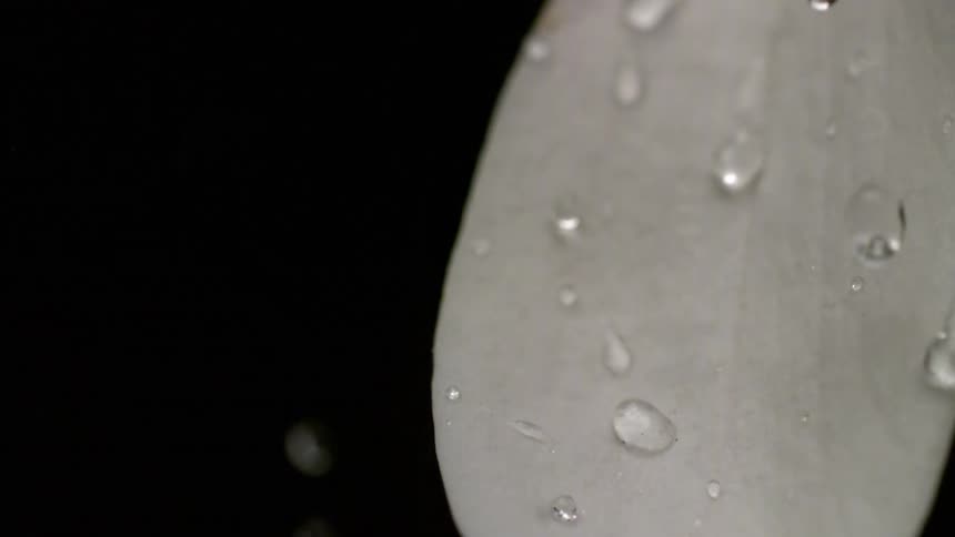 Water droplets falling on to the surface of a light colored petal this is turning