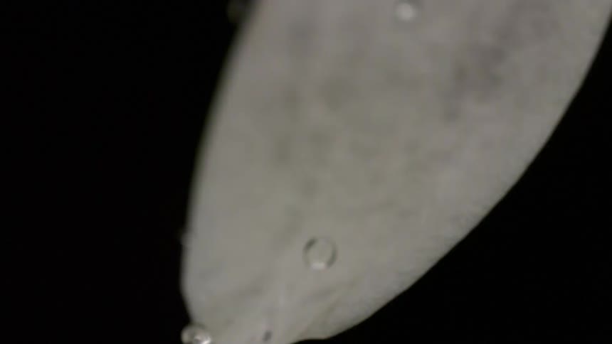 An extreme close view of a white object with a brown tip possibly a flower petal as water droplets roll off its surface against a black background