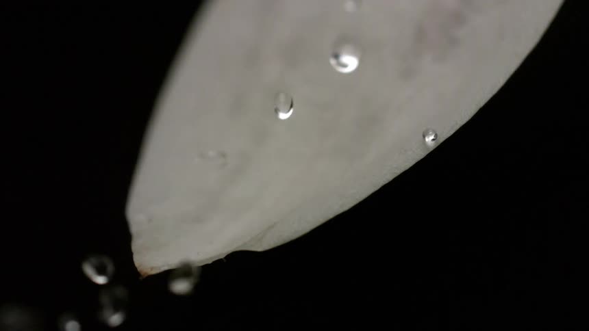 A close view shows multiple clear water droplets landing rolling and dropping off the curved edge of a white petal shaped object