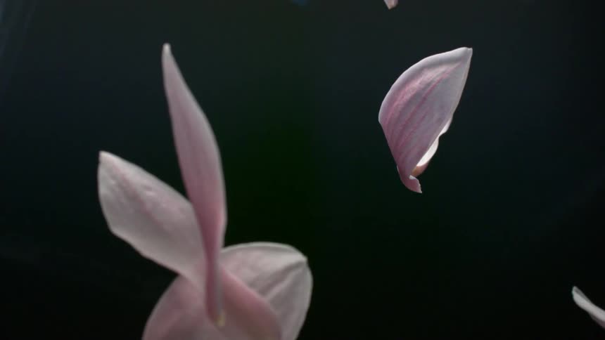 Pink flower petals slowly drift down in the dark