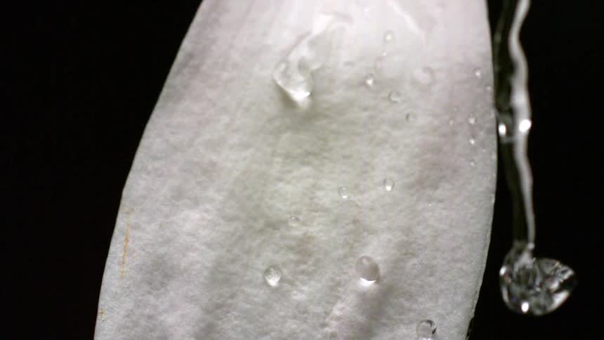 Water drops falling on to a large light colored flower petal