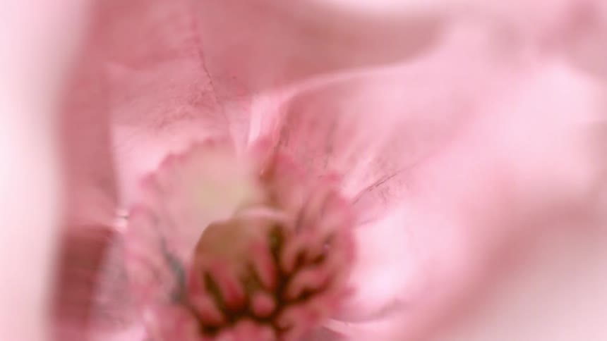 Pink petals surround central stamens in soft composition with selective focus