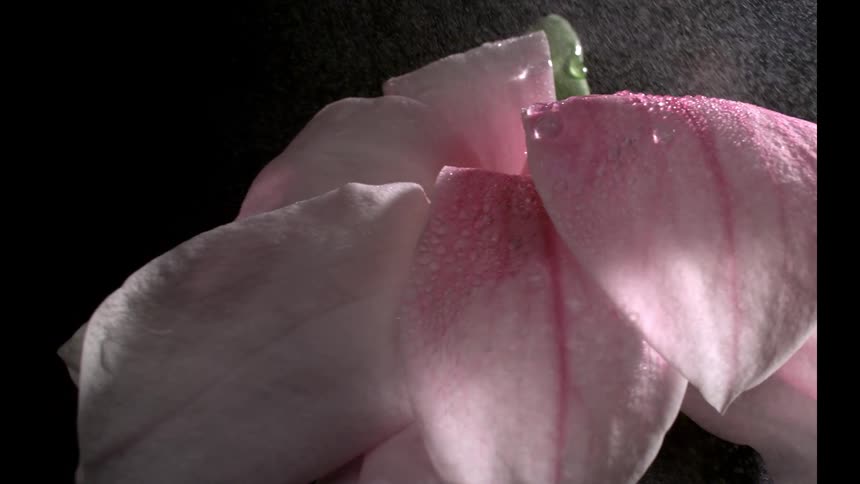 Water being sprinkling on a flower plant