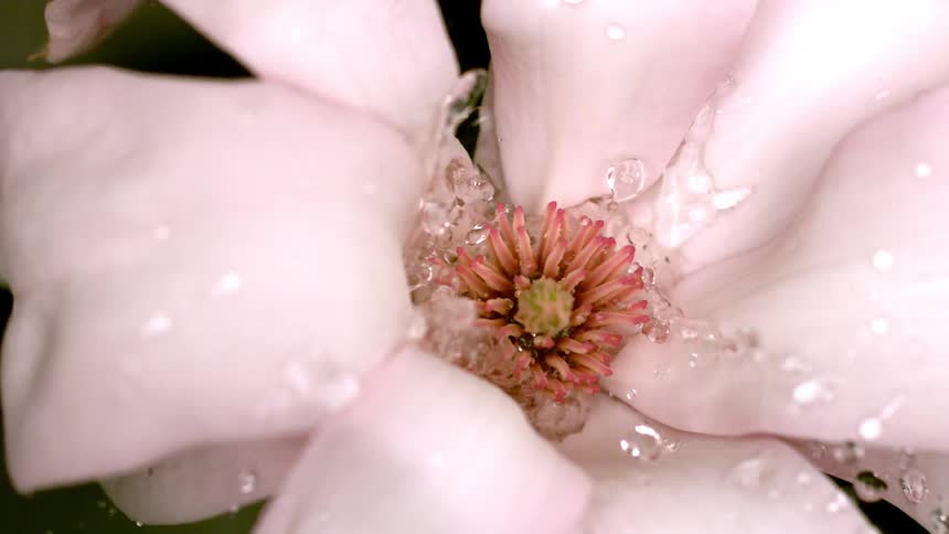 Water flows into a blooming flower and splashes on the petals