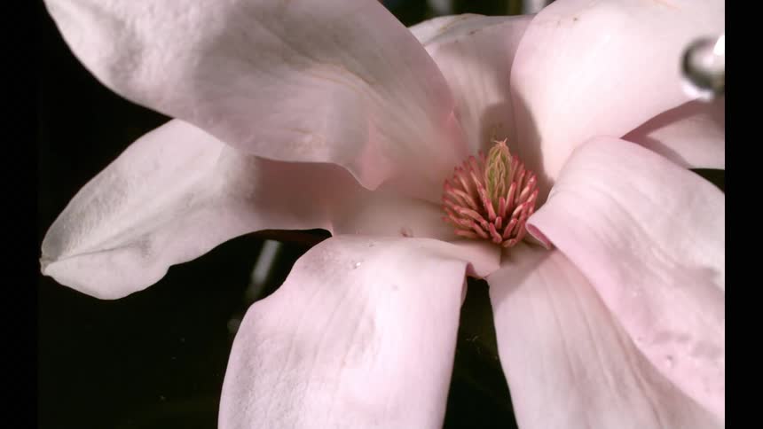 A close view shows large clear water droplets landing and smoothly rolling across the light pink petals of a magnolia flower