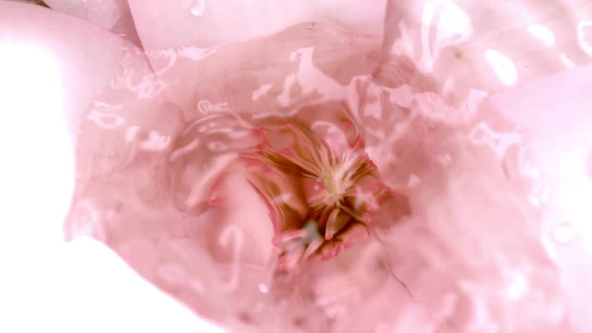 A still fully bloomed pink flower rests underwater as droplets fall creating gentle ripples