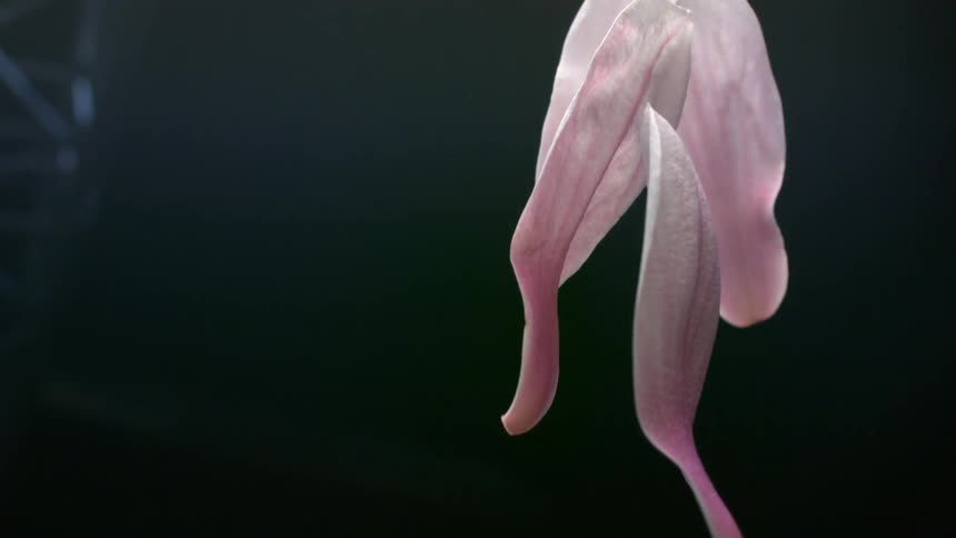 The video is a closeup shot of three delicate pale pink petals dropping down into the frame against a dark backgroundthe petals then slowly float upwards again appearing to unfurl or bloom in reverse motion before leaving the frame
