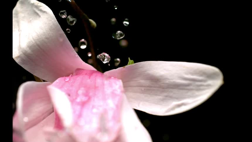 A close view shows water hitting a pale pink magnolia petal causing it to instantly turn bright pink before the stream runs quickly down the side