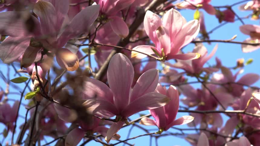 Closeup of pink flowers of a magnolia tree at daytime