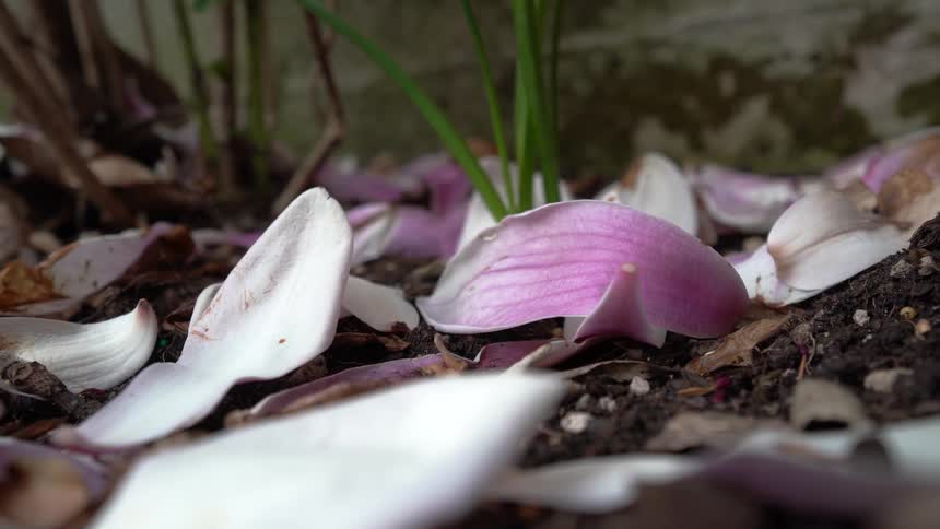 Fallen petals on dry soil with leaves and green stems in the background