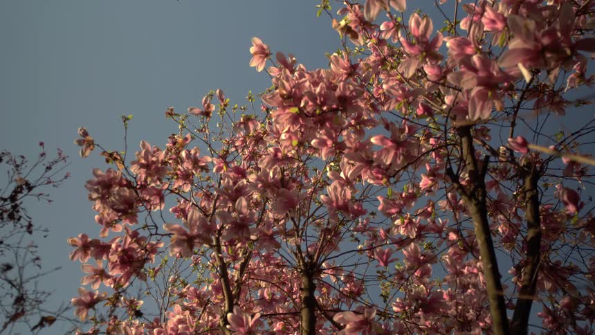 Branches filled with pink blossoms stretch beneath deep blue sky