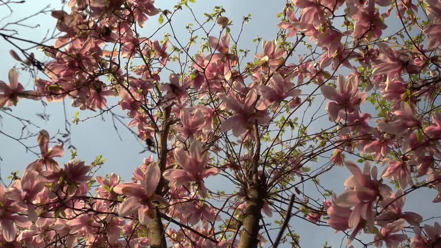 A tree bursts with delicate pink magnolia blossoms under a soft blue sky