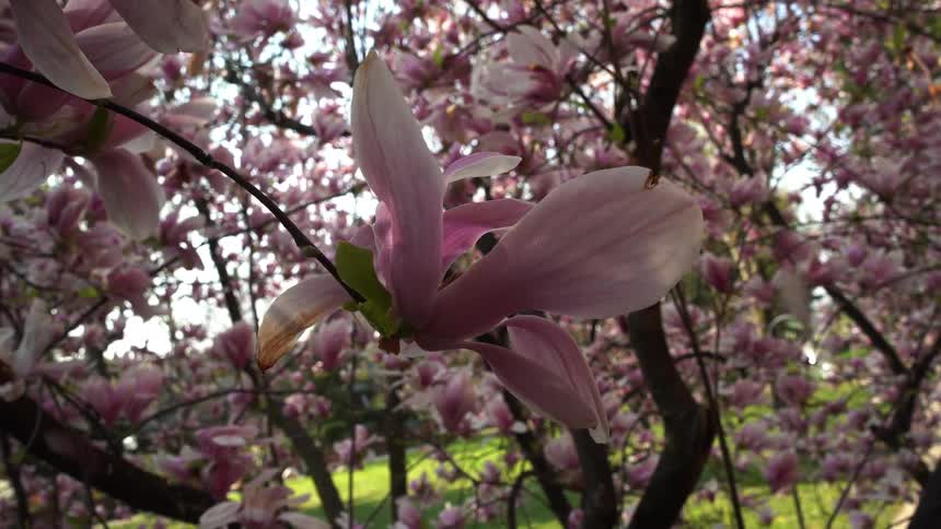 Cherry blossoms have opened up on trees in the spring