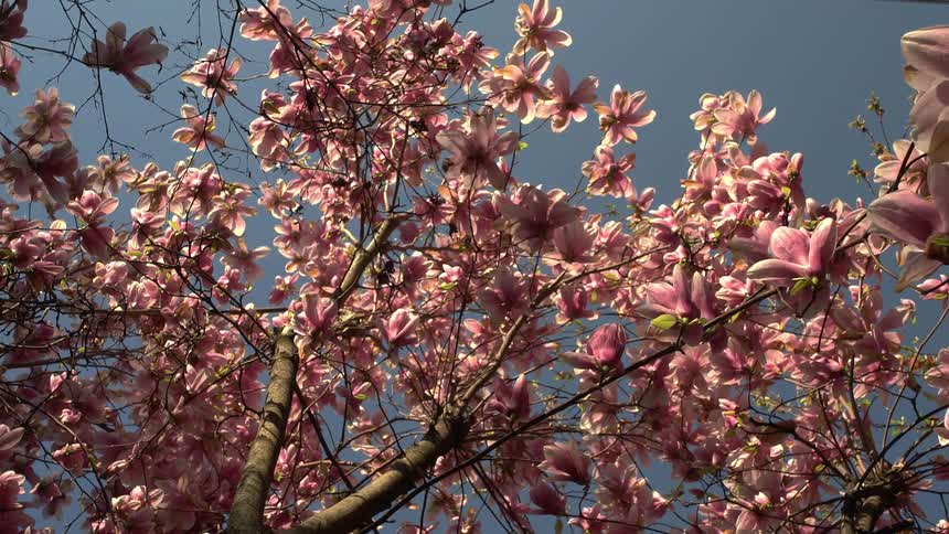Birds fly among flowering magnolia branches contrasting with the clear blue sky