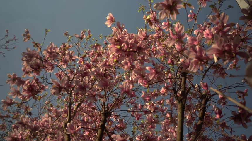 Petals from cherry blossom flowers fall as a bird flies to the trees