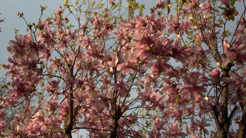 The cherry blossom tree is full of pink flowers