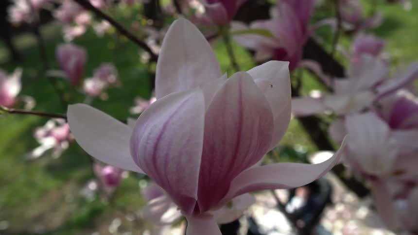 A handheld closeup shot focuses on a pink and white flower blossom gently swaying in the wind against a blurred natural background