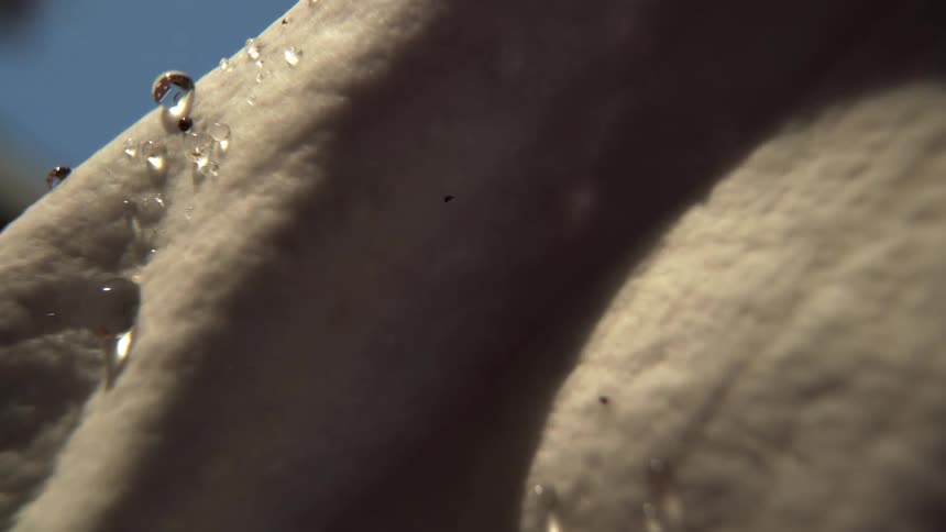 Water droplets slide across the smooth surface of a petal