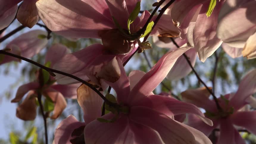Pink flowers surrounded by vegetation outdoors during day time