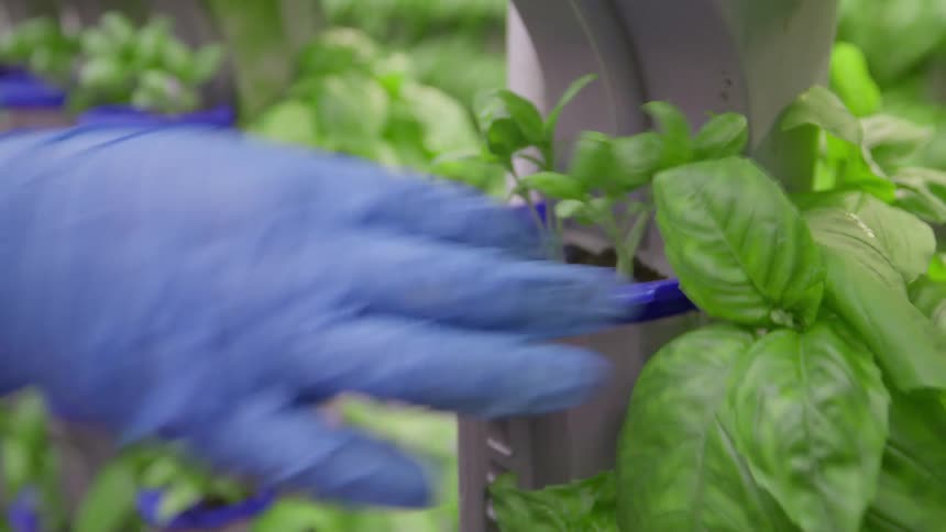 Closeup of a gloved hand tending green basil leaves in a vertical indoor farm