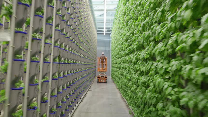 A worker operates an orange mobile lift moving down a narrow aisle within a largescale indoor vertical farming facility surrounded on both sides by tall columns of lush green leafy plants