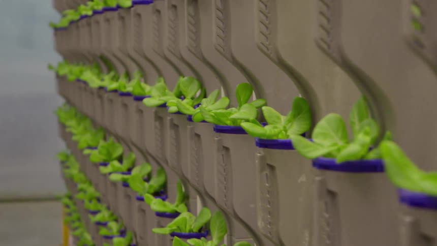A row of young leafy green plants growing in a vertical farming setup the plants are housed in modular stacked containers indoors using a modern spaceefficient agricultural technology