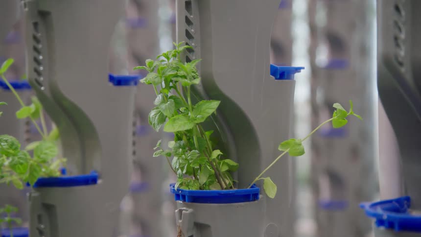 A gloved hand carefully plants a small green seedling into a hole in a gray vertical hydroponic tower system the background shows rows of similar towers indicating a largescale indoor farming operation